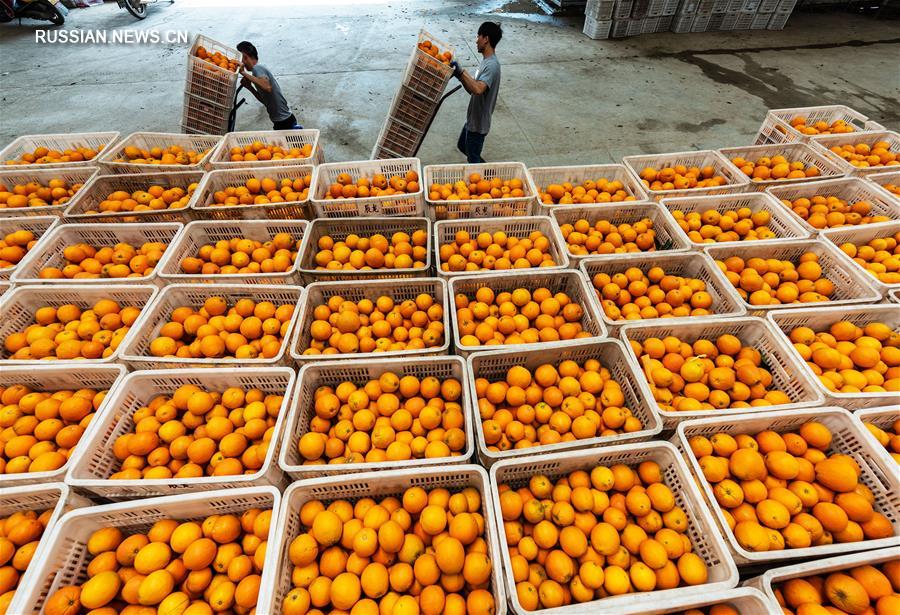 Весенний урожай апельсинов навель в уезде Цзыгуй