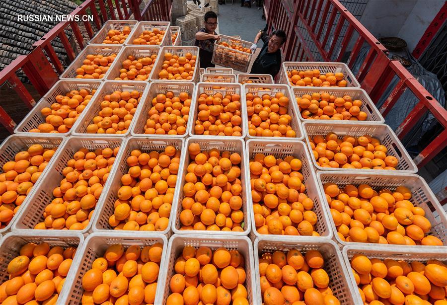 Весенний урожай апельсинов навель в уезде Цзыгуй
