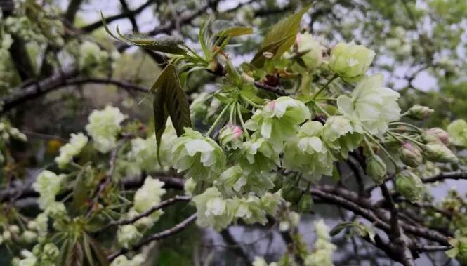 В Ханчжоу распускаются зеленые цветы сакуры