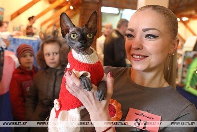 Международная выставка кошек прошла в Витебске