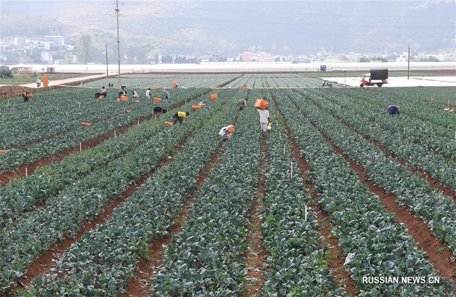 Выращивание овощей со спецификой нагорья в пров. Юньнань увеличило доходы крестьян