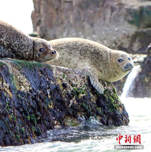 В акватории Шаньдуна появились стаи диких пестрых нерп