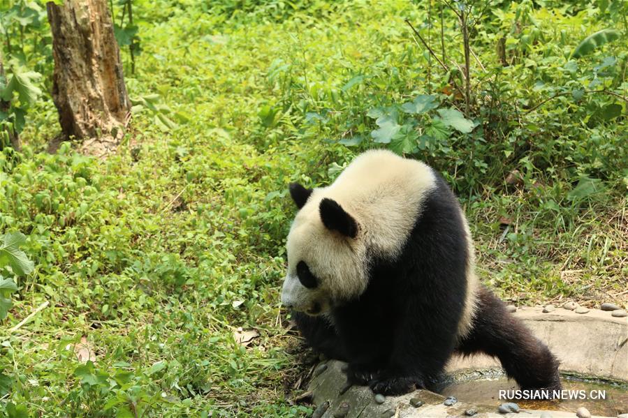 Большие панды "Жуи" и "Диндин" отправляются в Россию