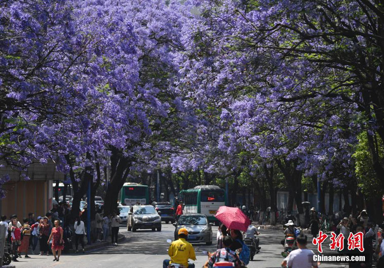 В городе Куньмин распускаются цветы жакаранды