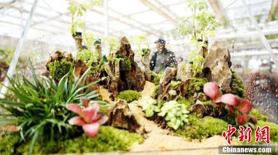 Китаец выращивает необычные деревья бонсай