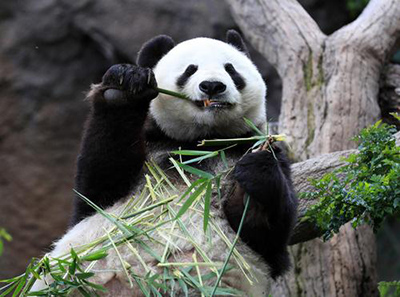 Большая панда оказалась ближе к плотоядным животным по составу потребляемых питательных веществ