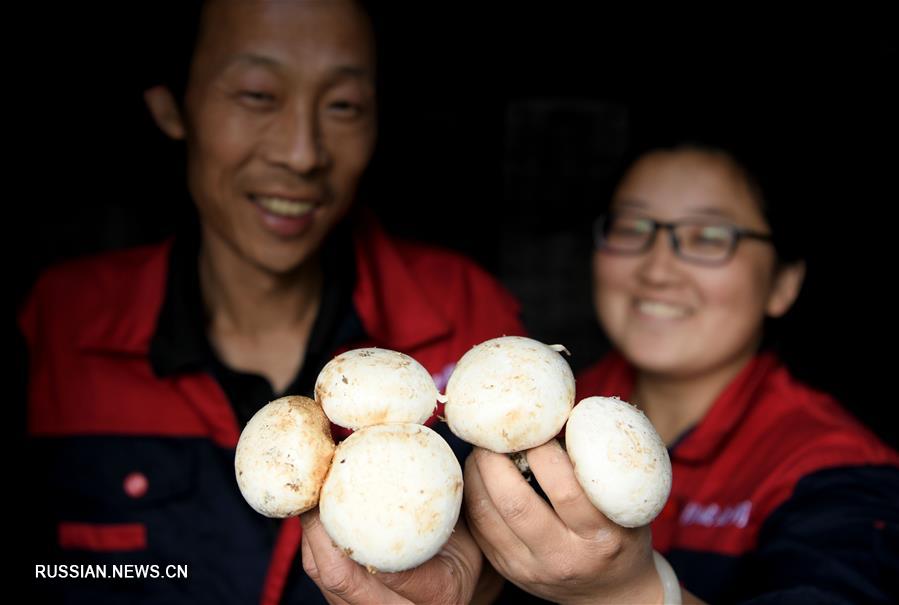 Супружеская пара из провинции Аньхой борется с бедностью, выращивая грибы