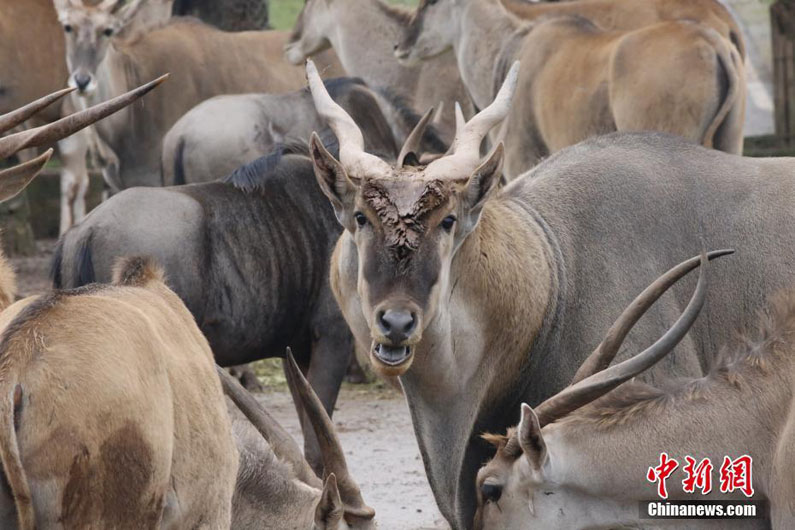 Улыбающиеся животные в зоопарке города Чунцин Китая