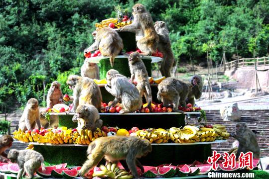 Макак в в городе Цзиюань Центрального Китая угостили фруктами