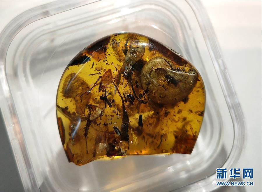 Китайские ученые обнаружили морское животное доисторического периода в янтаре
