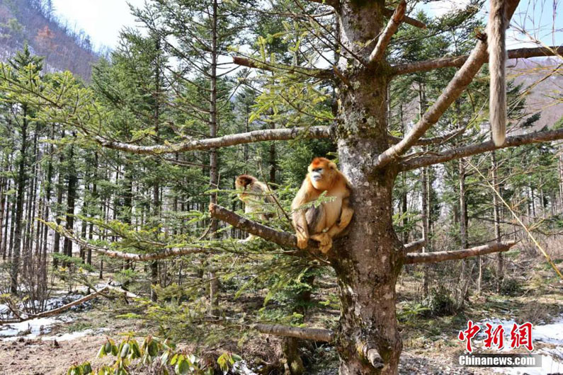 Золотистые обезьяны нежатся на деревьях