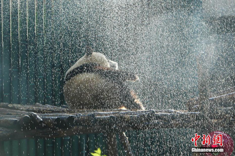 Большая панда в Пекине принимает душ