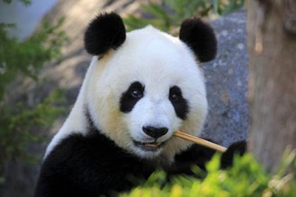 Что Вы знаете о пандах?
