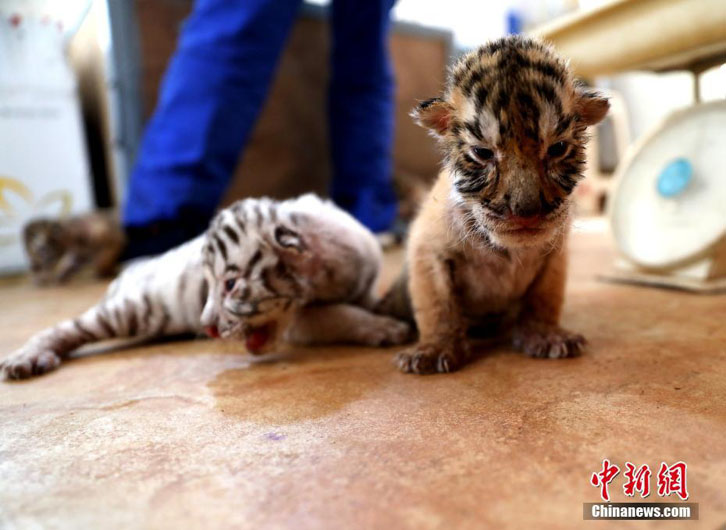 В зоопарке Шаньдуна родились четверо бенгальских тигрят