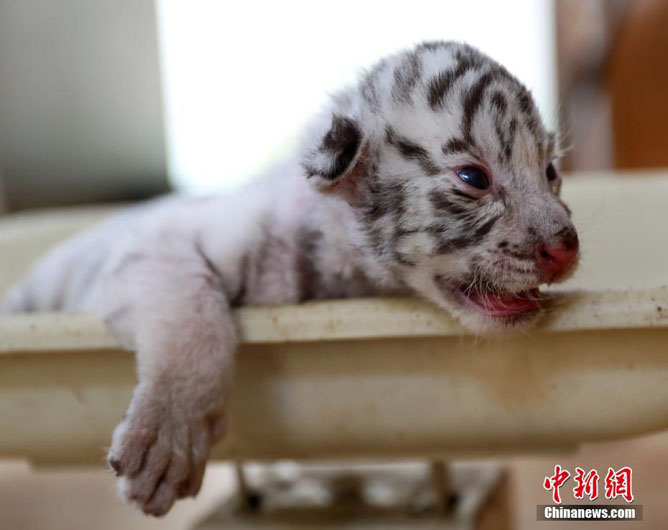 В зоопарке Шаньдуна родились четверо бенгальских тигрят