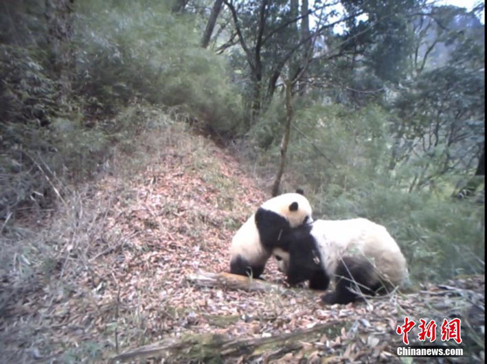 Дикая мама-панда с детенышем попали на камеру в Северо-Западном Китае