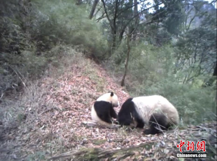 Дикая мама-панда с детенышем попали на камеру в Северо-Западном Китае