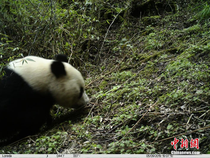 На скрытую камеру попали разные редкие животные в природном заповеднике Уцзяо в Юго-Западном Китае