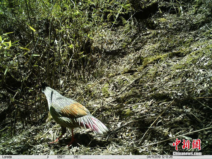 На скрытую камеру попали разные редкие животные в природном заповеднике Уцзяо в Юго-Западном Китае