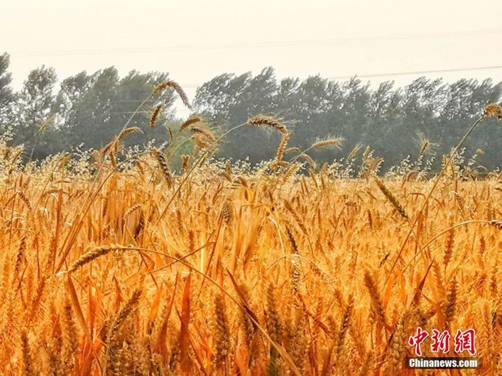 Уборка пшеницы в провинции Аньхой Китая