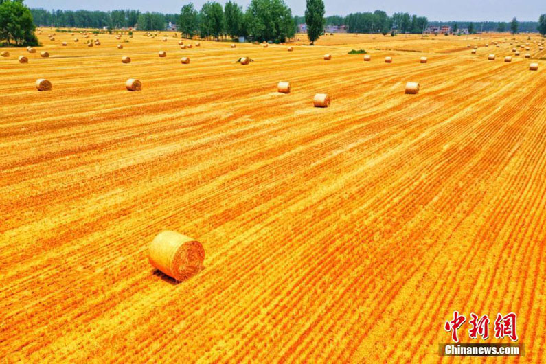 Уборка пшеницы в провинции Аньхой Китая