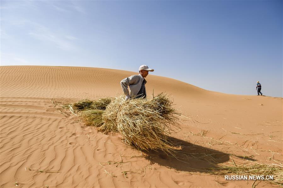 Успешная борьба с опустыниванием при помощи "соломенной сетки" в Нинся-Хуэйском АР