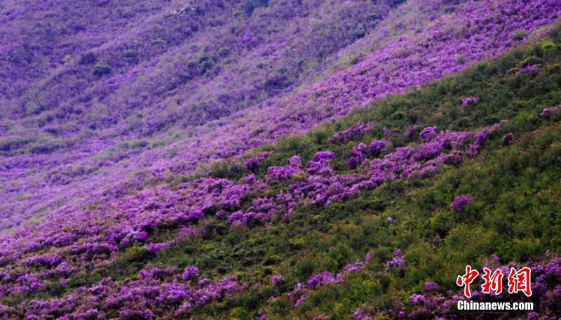Великолепное цветение азалии в Северо-Западном Китае