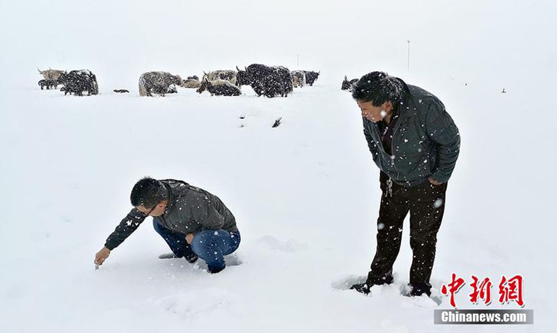 В районе Саньцзянъюань Китая прошел снегопад