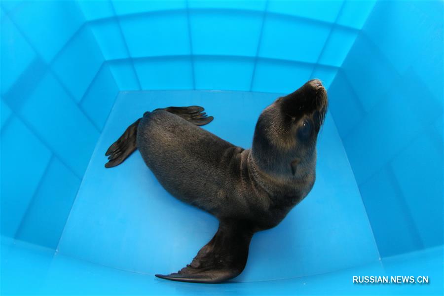 Детеныша морского льва впервые представили публике в Яньтае