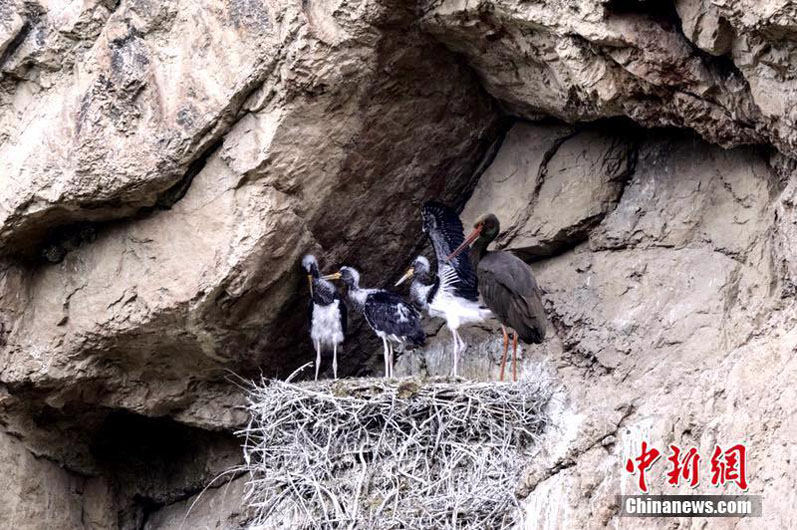 Впервые в провинции Цинхай обнаружили гнезда черного аиста