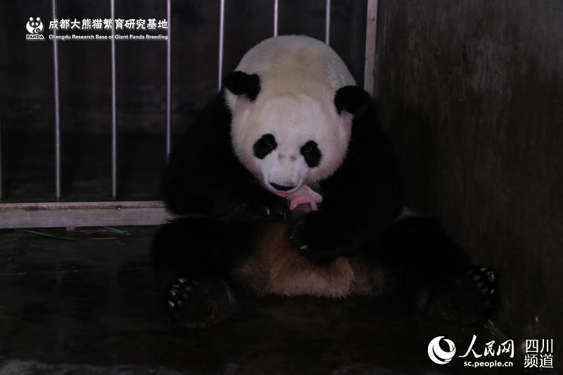 Большая панда Абао родила самых тяжелых в мире разнополых близнецов