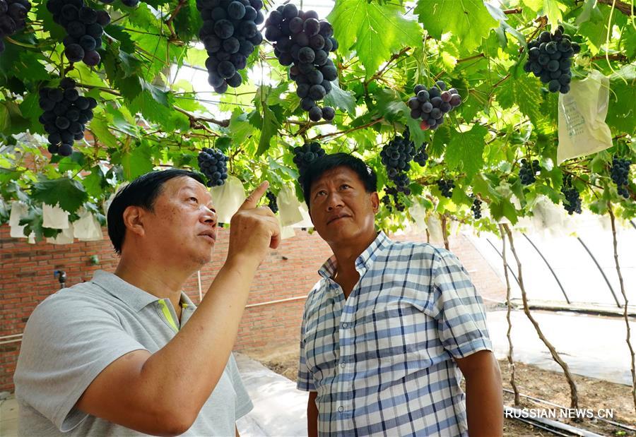 Китайские ученые вывели новые сорта винограда, пригодные для выращивания на севере страны