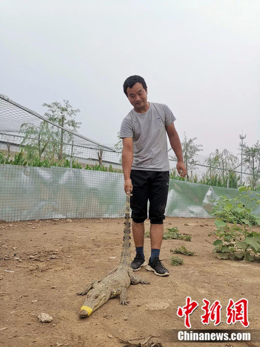 Китайцы зарабатывают на разведении крокодилов