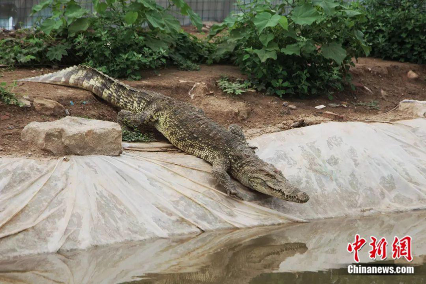 Китайцы зарабатывают на разведении крокодилов
