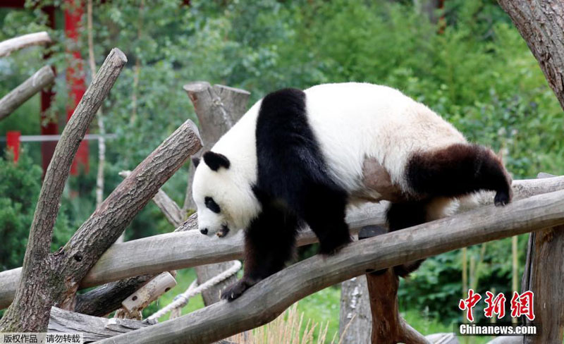 В Германии отметили день рождения большой панды Цзяоцин