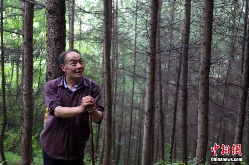 Китайский инвалид в течение 32 лет занимался посадкой деревьев