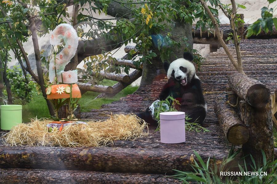 В Московском зоопарке поздравили с днем рождения панд "Жуи" и "Диндин"