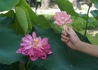 Парк Юаньминъюань начал выпускать мороженое  в форме цветка лотоса