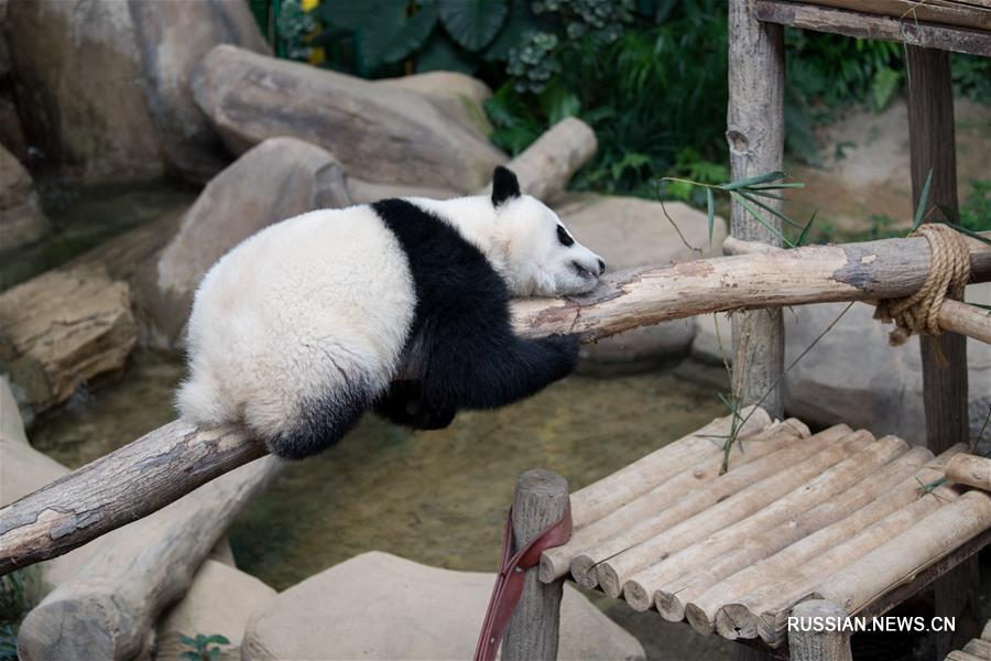 Второму рожденному в Малайзии детенышу панды выбрали имя