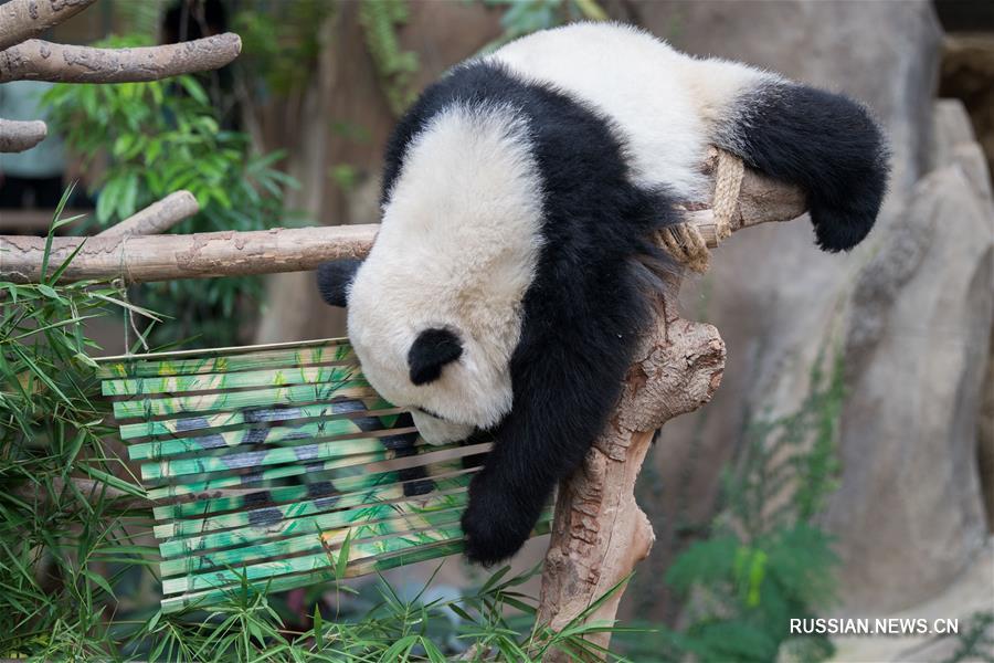 Второму рожденному в Малайзии детенышу панды выбрали имя