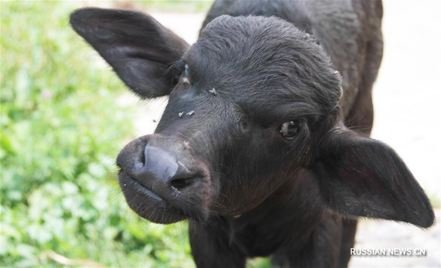 Единственная в Украине буйволиная ферма "Карпатский буйвол" восстанавливает популяцию редких копытных