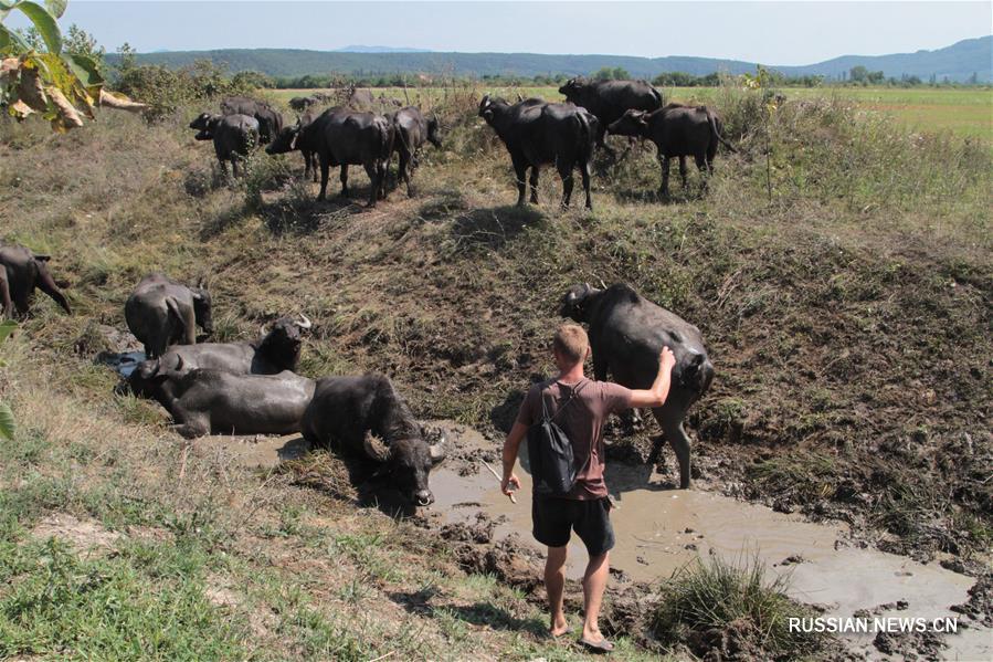 Единственная в Украине буйволиная ферма "Карпатский буйвол" восстанавливает популяцию редких копытных