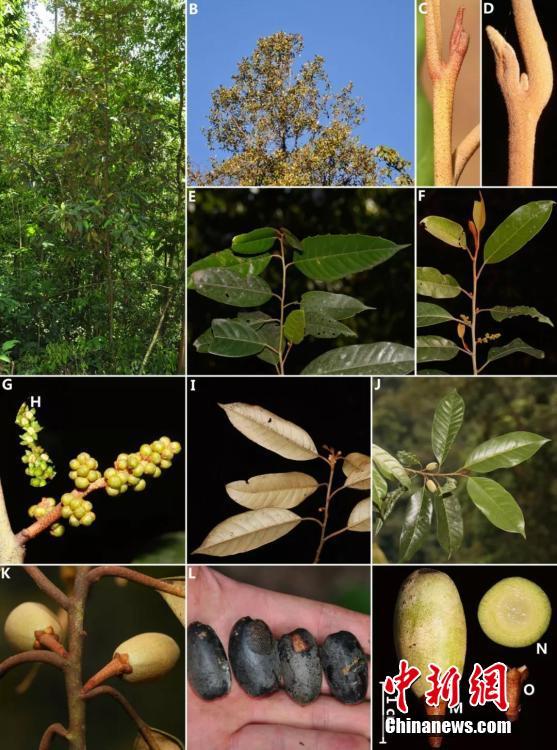 Китайские исследователи обнаружили пять новых видов растений в Мьянме