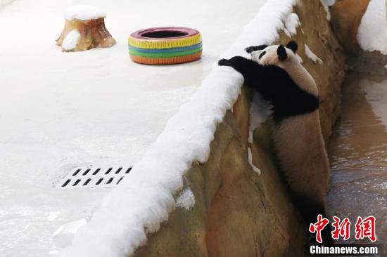 Десять больших панд переселились из Чэнду в Нанкин