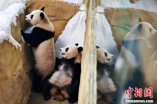 Десять больших панд переселились из Чэнду в Нанкин