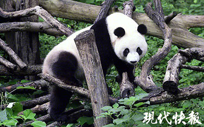 В Нанкине у самок-близнецов большой панды случилась ложная беременность