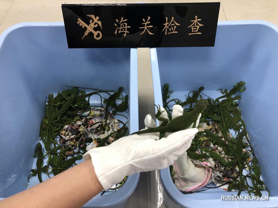 На Шанхайской таможне изъяты посылки с живыми ящерицами исчезающего вида