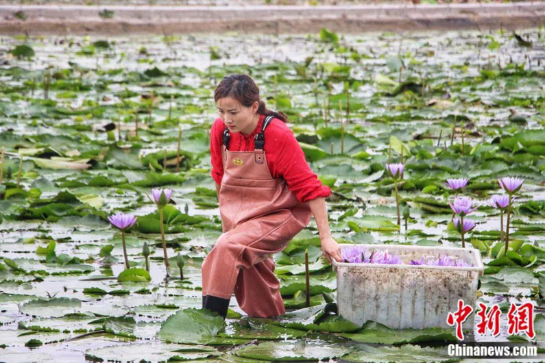 Китаянка зарабатывает на выращивании лотоса
