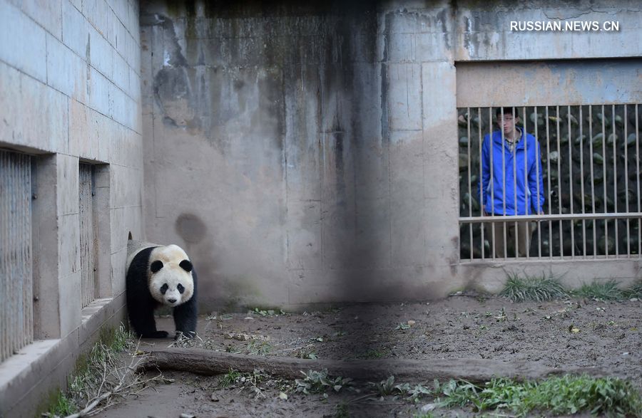 В Юго-Западном Китае выращенная в неволе панда родила двойню от дикого самца в условиях дикой природы