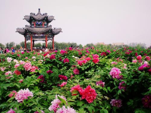 Пионы в цвету: усилия по освобождению от бедности приносят свои плоды в городе Хэцзэ